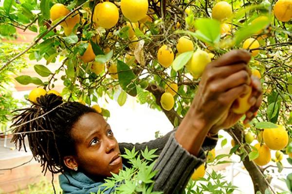 Fruit Picking Jobs in USA with Visa Sponsorship for Foreigners